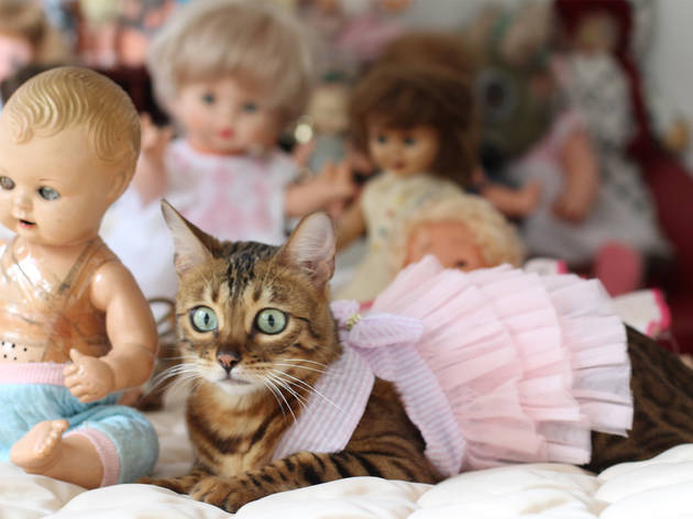 Consiente a tu mascota Gato, Consiente a tu mascota