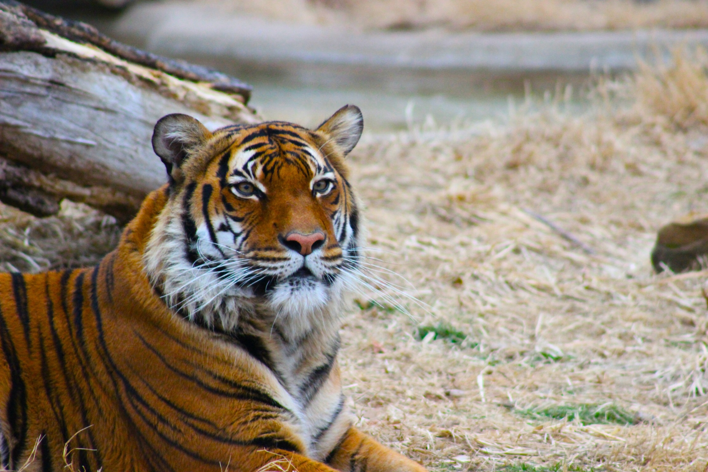 NYC - Bronx - Bronx Zoo: Tiger Mountain, The Siberian Tiger…