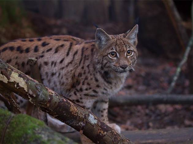 Bobcat Martina Bobcat Martina