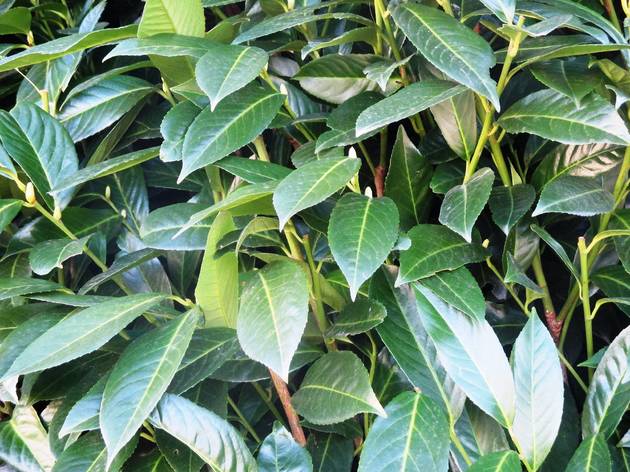 Louro Arbusto, Planta, Laurus nobilis, Laurus, Louro