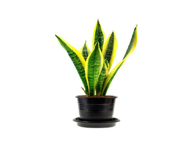 Espada de São Jorge Planta, Espada de São Jorge, Sansevieria trifasciata