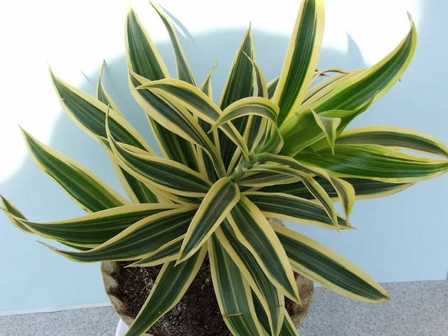 Dracaena Fragrans Planta, Dracaena Fragrans