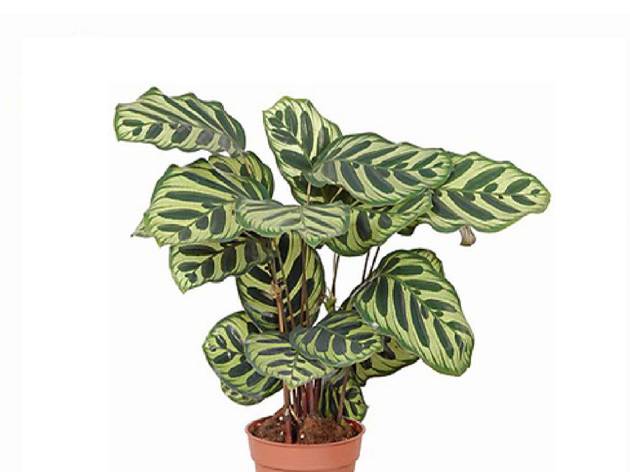 Maranta Pavão Planta, Flor, Maranta Pavão