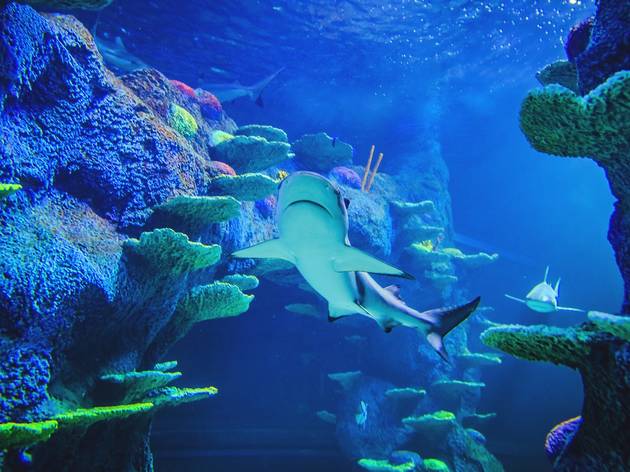 L'Aquàrium de Barcelona reobre amb entrades gratis, descomptes i novetats L'Aquàrium de Barcelona reobre amb entrades gratis, descomptes i novetats