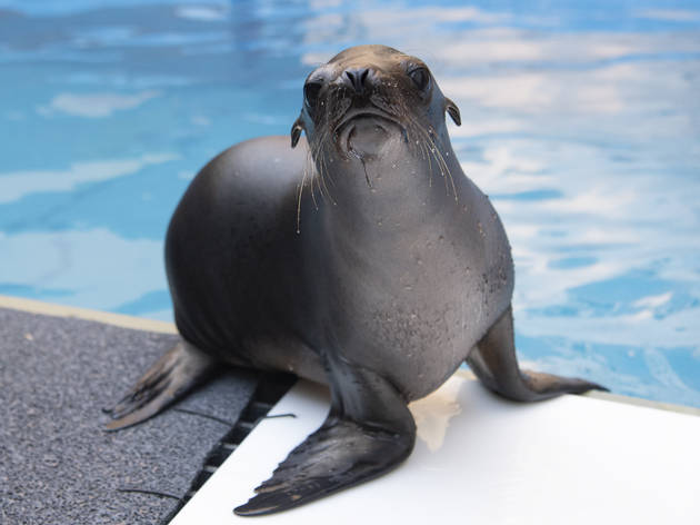 Meet Erie (virtually): The New York Aquarium's new sea lion pup