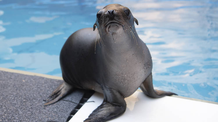 Sea Lion Pup NY Aquarium