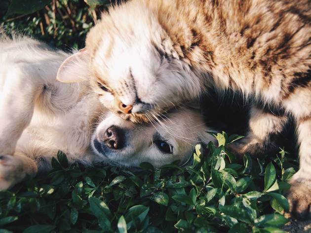 animais animais