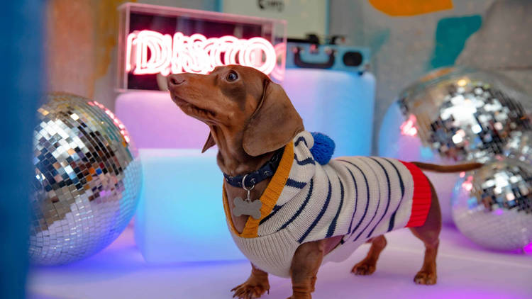 Dachshund Disco