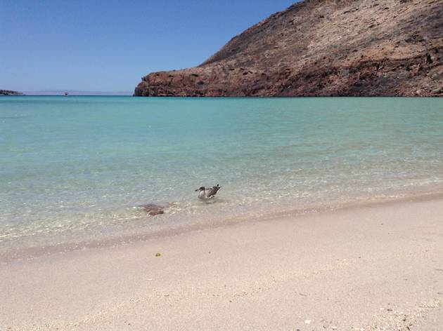 Playas en La Paz Baja California Sur, México