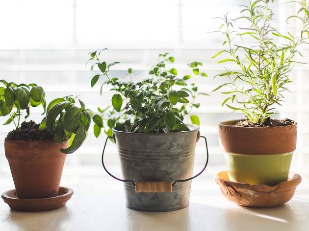 indoor gardening indoor gardening