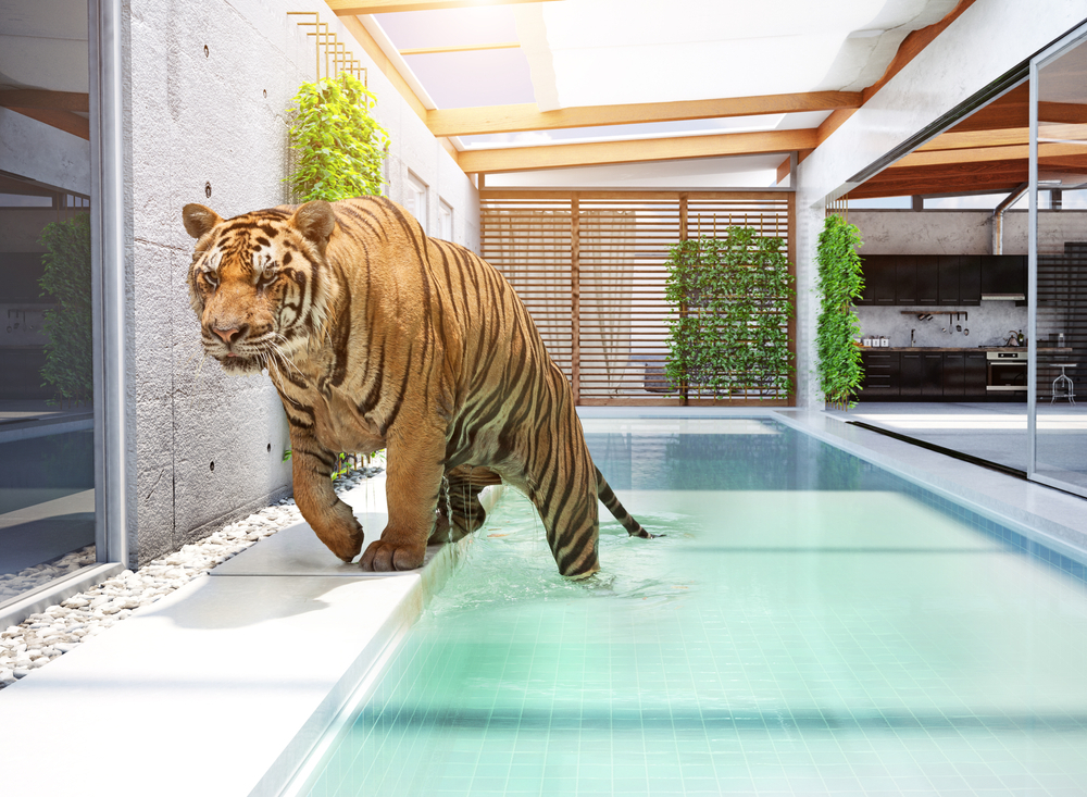 Animales 3D de Google: un tigre, un oso o una jirafa , un zoo en en