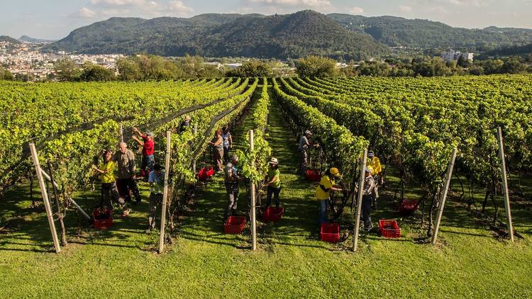 Grape harvest