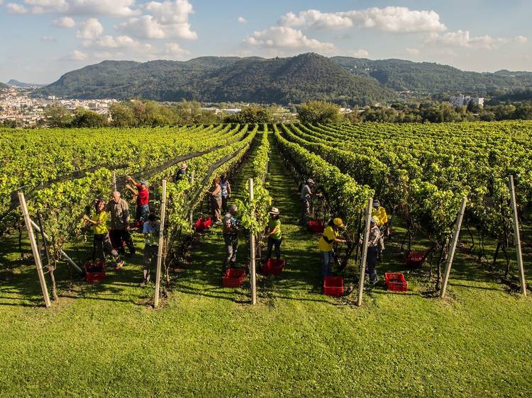 Grape harvest