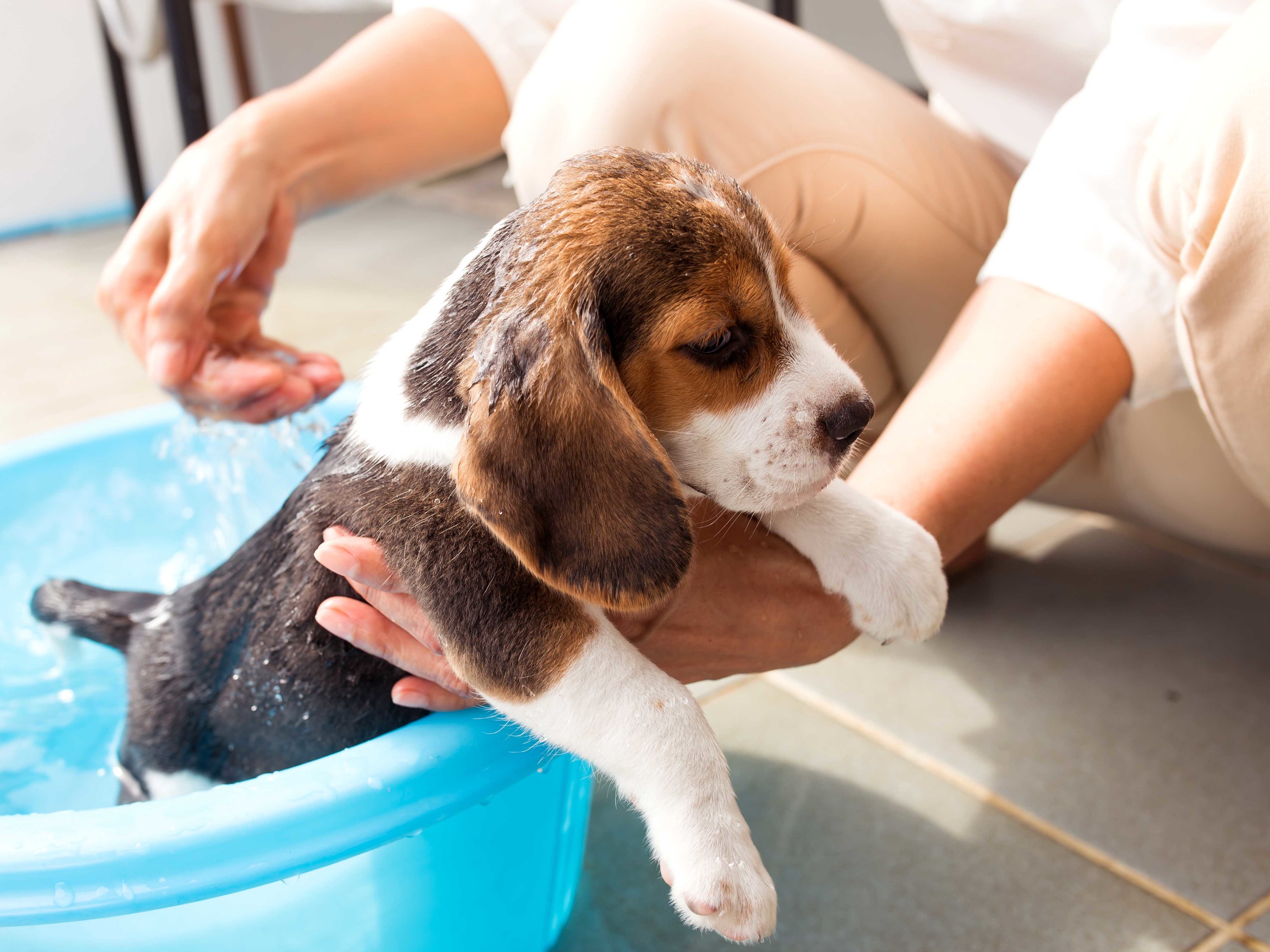 bathing your dog