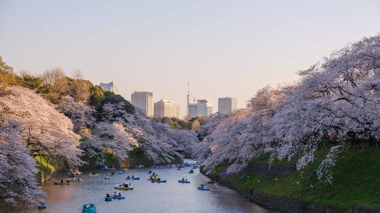 Japan Has More Than 70 Words For Cherry Blossoms Time Out Tokyo