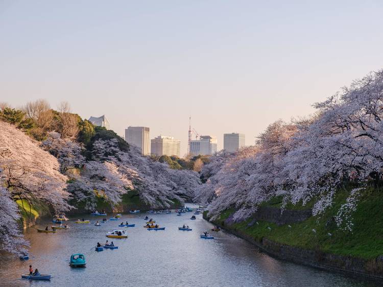 Japan has more than 70 words for cherry blossoms