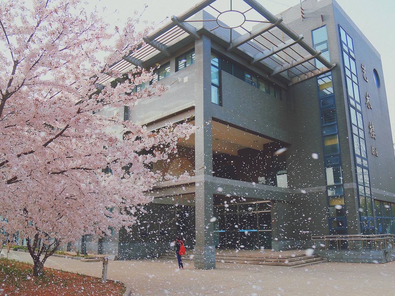 Japan has more than 70 words for cherry blossoms Time Out Tokyo