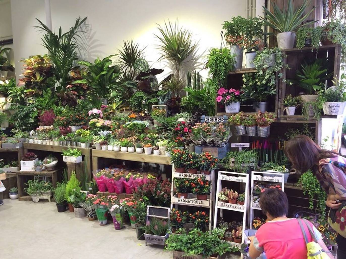 The best indoor plant deliveries in Hong Kong