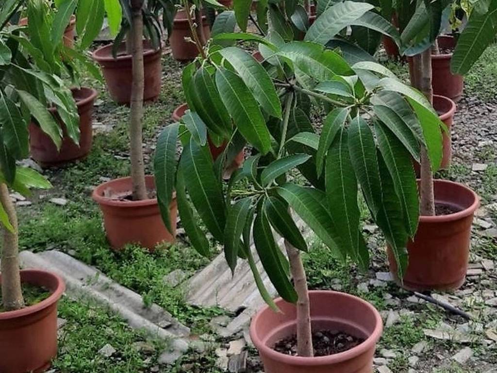 The best indoor plant deliveries in Hong Kong