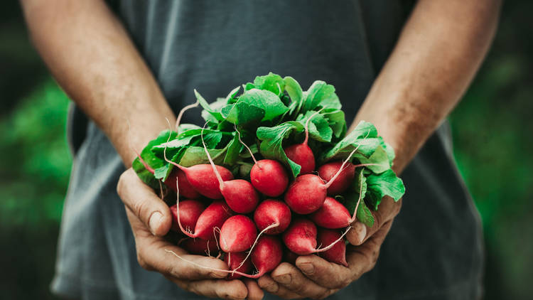 Farmer with vegetables