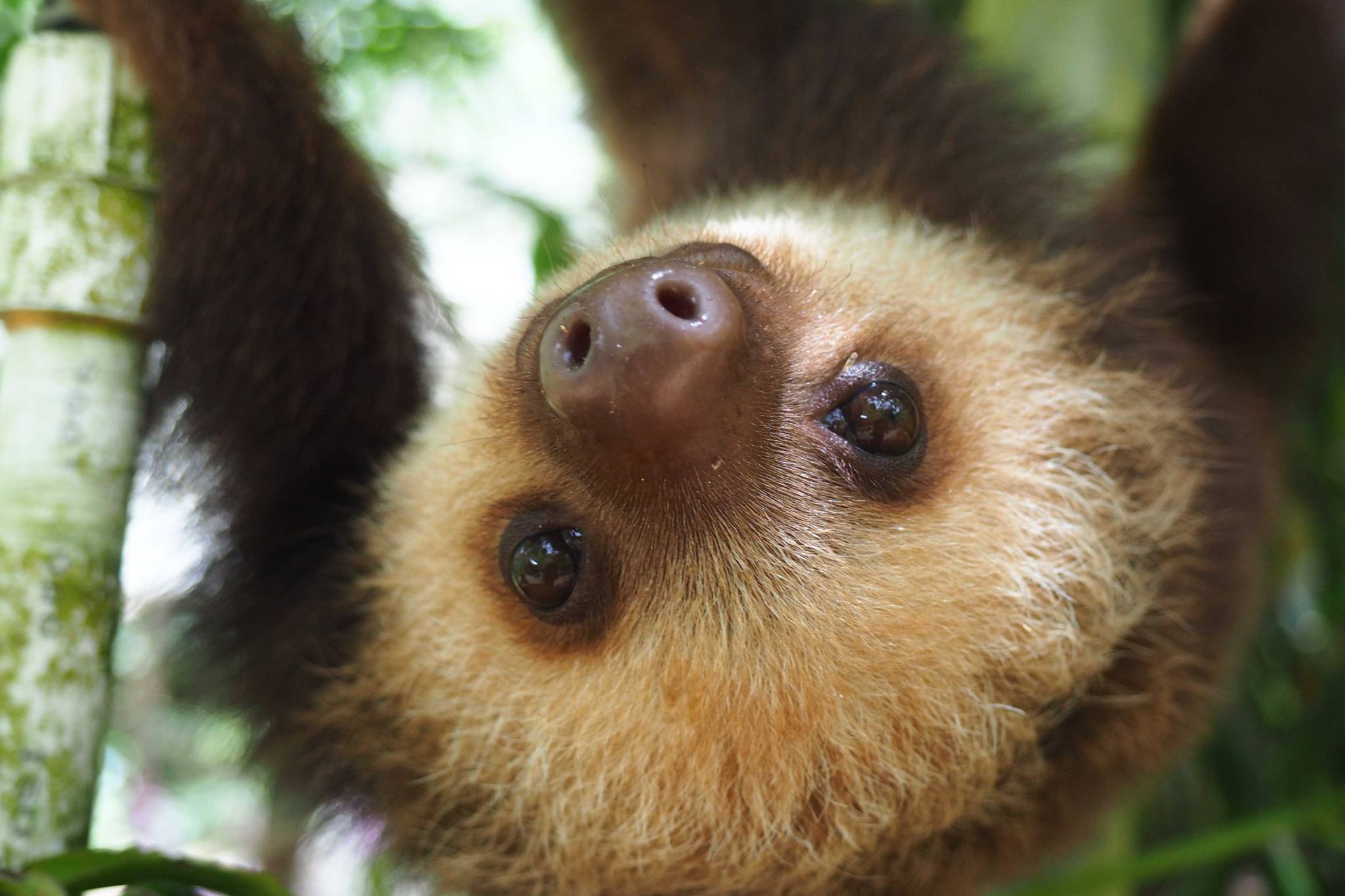 You can now name the first baby sloth born at the Virginia Zoo