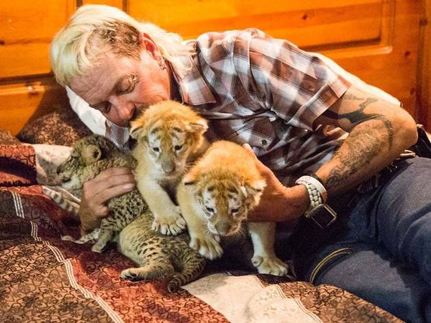 tiger king tiger king