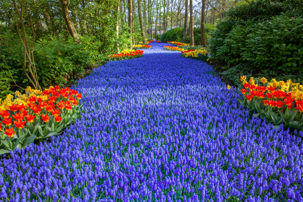 Keukenhof Flower Exhibit: Netherlands’ Most Spectacular Flower Garden