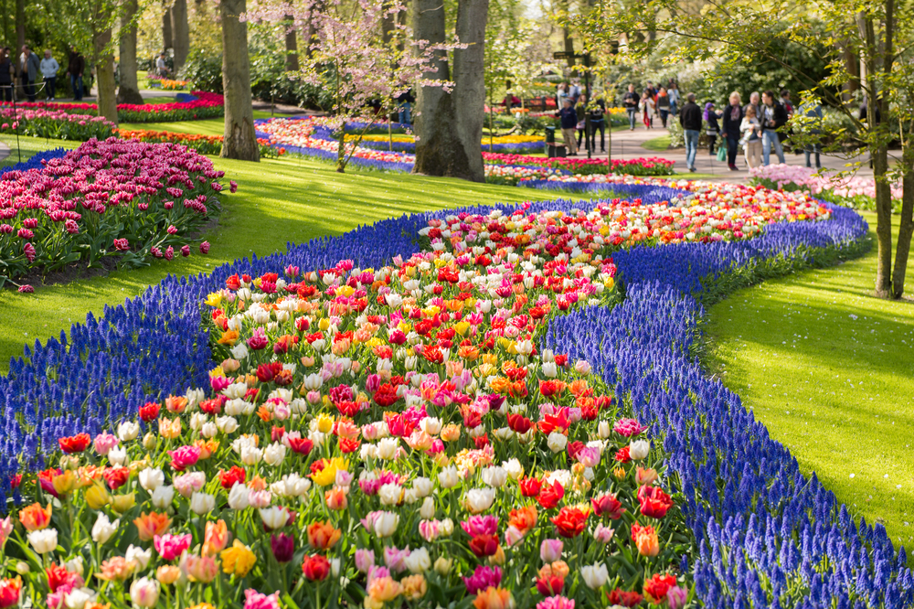 Tulip garden Keukenhof history