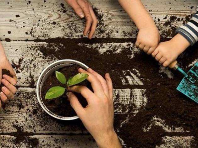 This website is selling plants from garden centres that would have gone to waste Photograph: PlantSavers