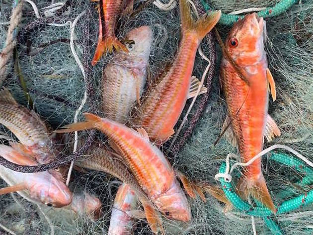 Poisson Poisson