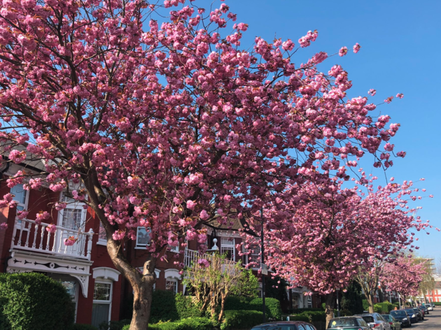 In pictures: Londoners reveal the best blossom they’ve seen during lockdown Blossoms