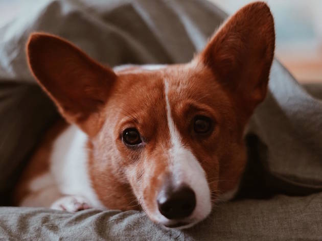 Corgi Corgi