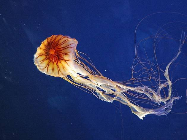 Rare Compass Jellyfish Spotted In Croatian Waters