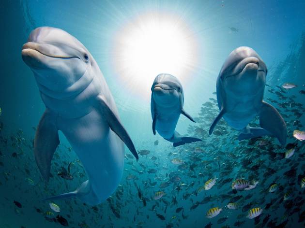 A family of dolphins A family of dolphins
