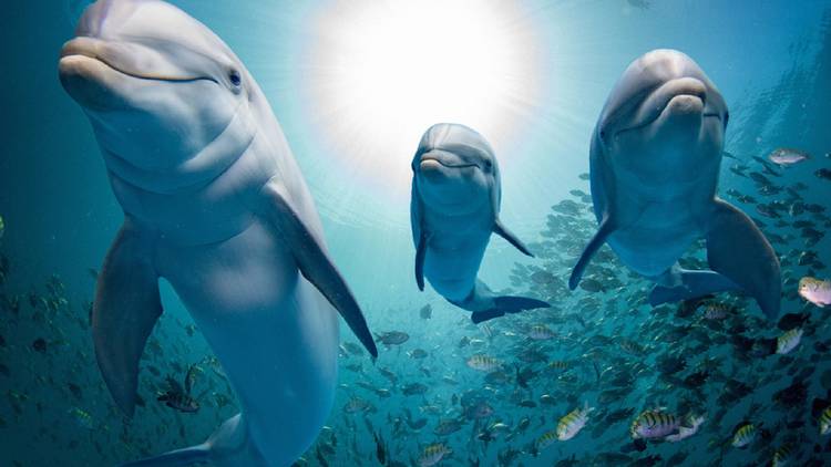 A family of dolphins