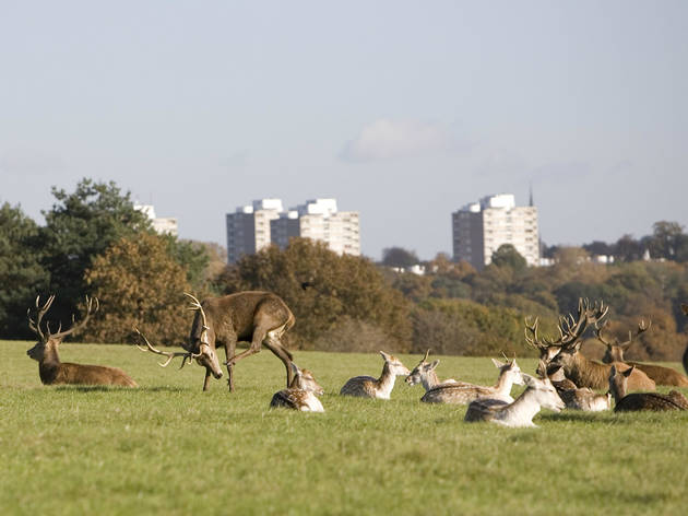 Deer in London Deer in London