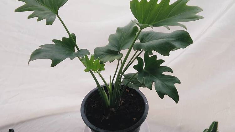 Monstera_1998