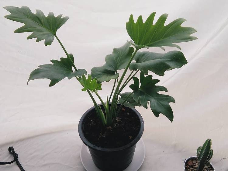 Monstera_1998