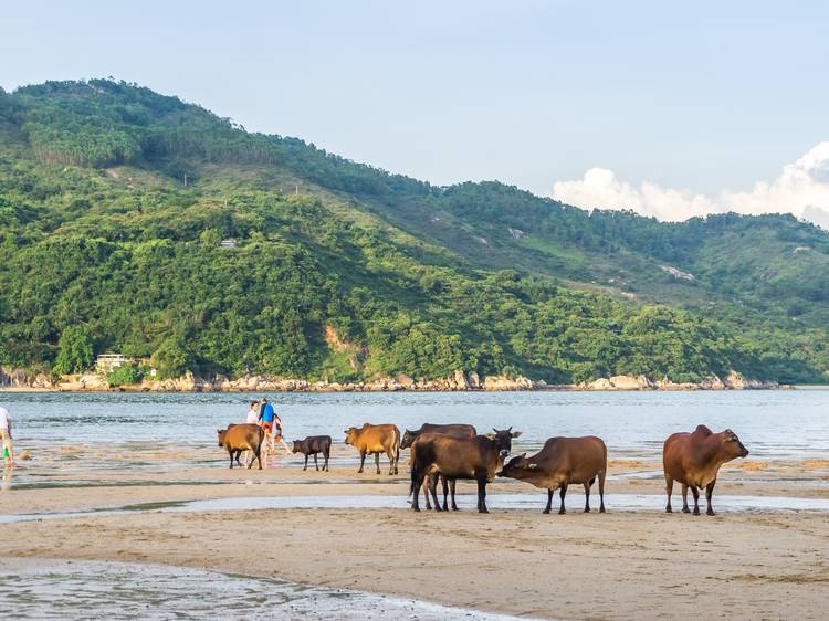 Hong Kong lacks wildlife