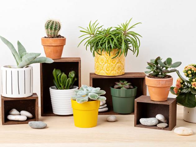 house plants