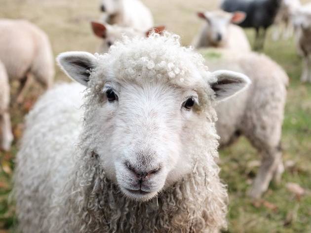 sheep sheep