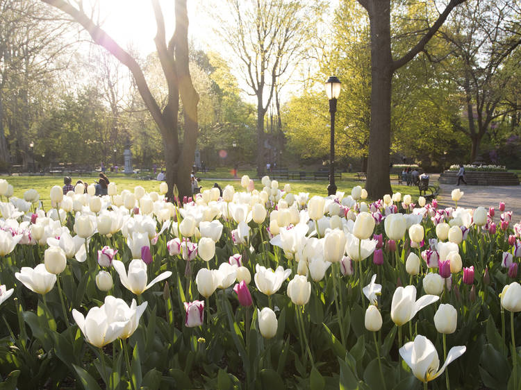 prospect park tulips