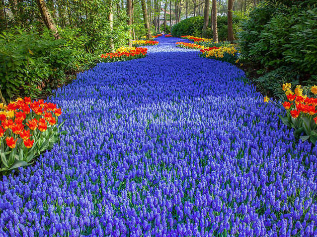 Visite virtuelle : découvrez le jardin de tulipes le plus spectaculaire des Pays-Bas ! © Shutterstock