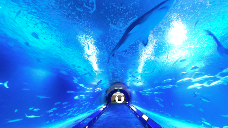Valencia’s Oceanogràfic aquarium virtual tour