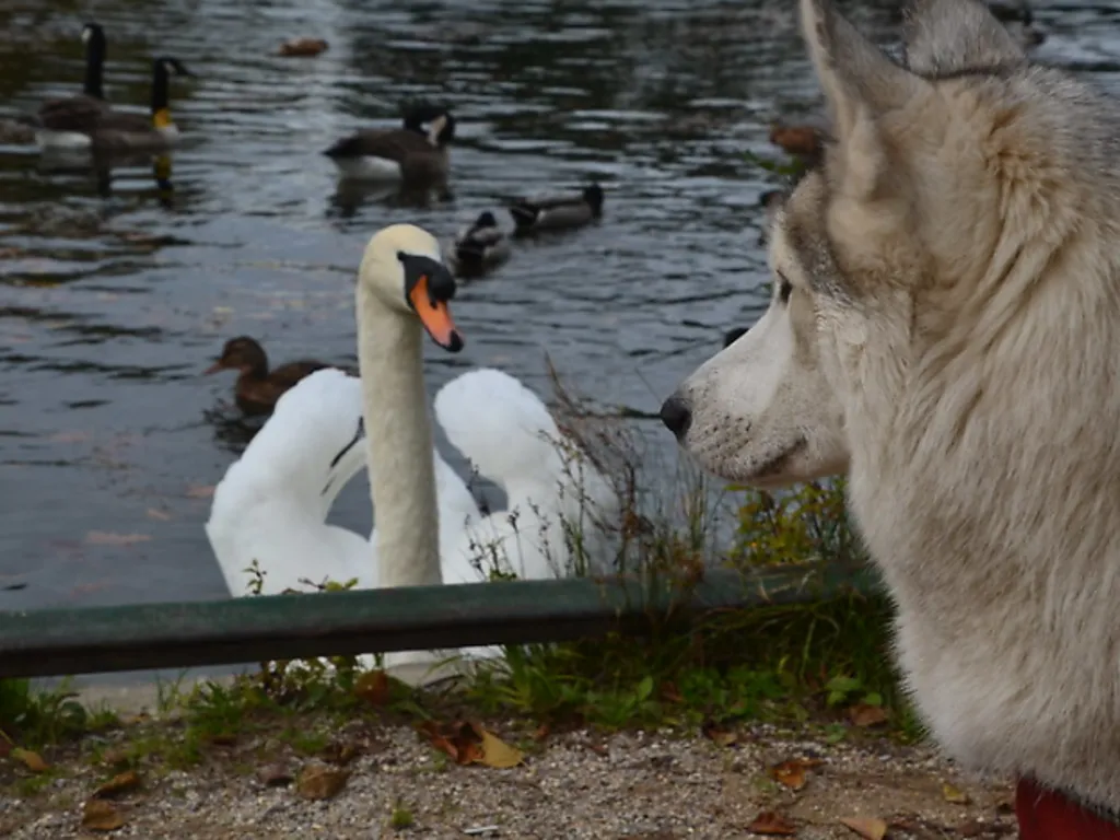 Cisne París