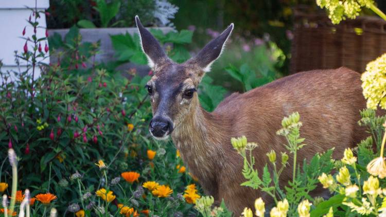 Deer in city