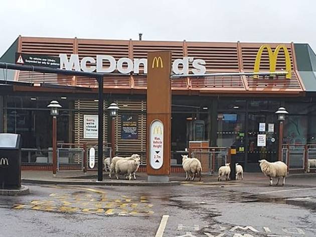A hungry flock of sheep has taken over an empty McDonald’s Mcdonalds sheep