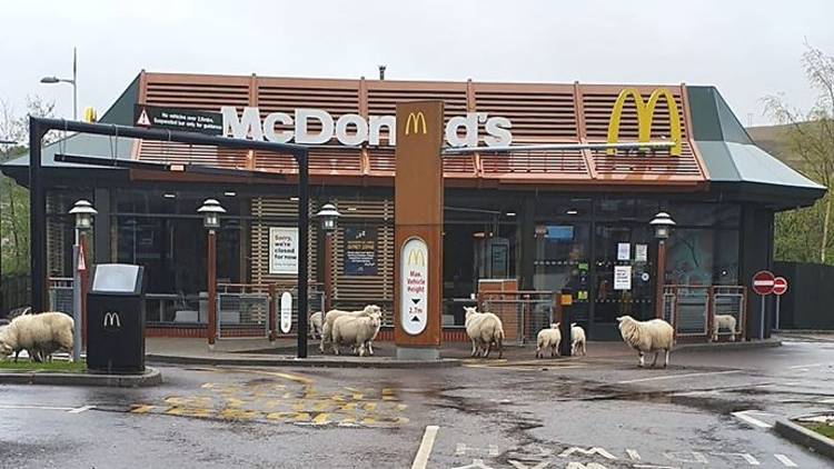 Ovelhas famintas visitaram um McDonald's vazio