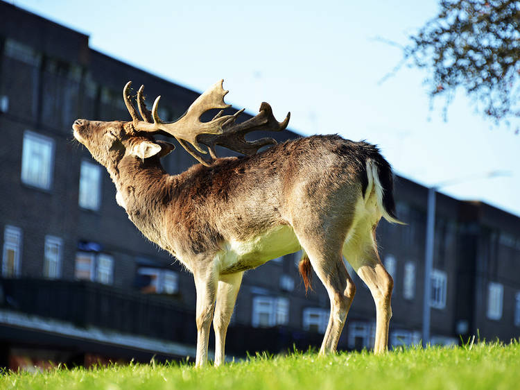 Deer in East London