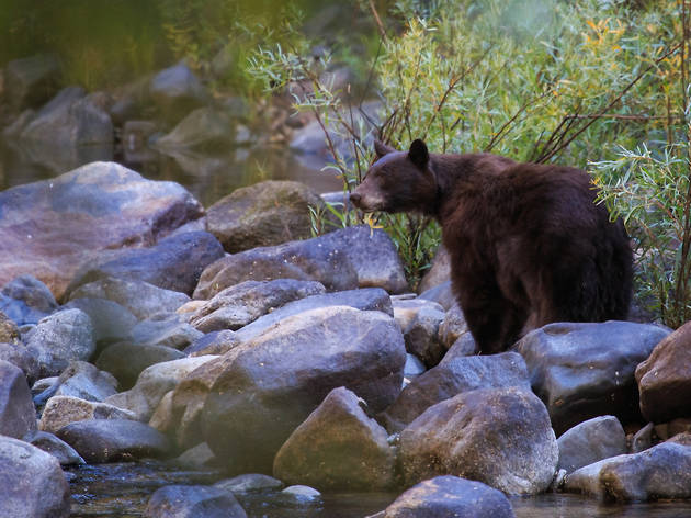 Black bear in Yosemite National Park Black bear in Yosemite National Park